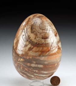 Madagascar Petrified Wood Polished into Egg Shape
