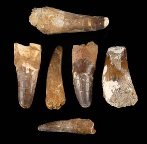 6 Fossilized Spinosaurus Dinosaur Teeth