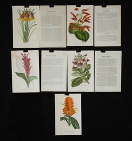 Five 19th C. Botanical Lithographs by Louis van Houtte