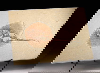 Rare Freshwater Stingray Fossil in Matrix, Asterotrygon: North America, Wyoming, Green River Formation, Eocene Period, ca. 53.5 to 48.5 million years ago. A remarkable fossilized stingray (Asterotrygon maloneyi) preserved within a sandstone matrix. The ray