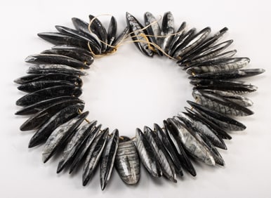 46 Polished Fossilized Orthoceras Shells