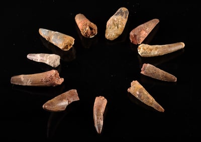 11 Early Cretaceous Spinosaurus Dinosaur Teeth