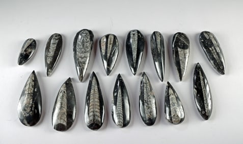15 Prehistoric Devonian Fossilized Orthoceras Shell