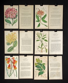 Six 19th C. Walter Hood Fitch Botanical Lithographs