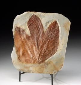 Prehistoric Fossil Sycamore Leaf (Macginitiea nobilis)