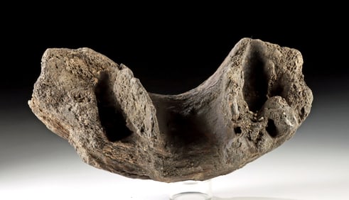 Large Prehistoric Fossilized Bone from Megafauna