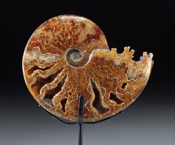 Polished Ammonite Fossil, Exposed Chambers & Sutures