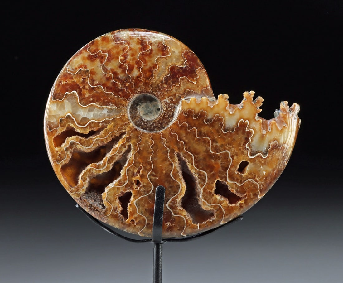 Polished Ammonite Fossil, Exposed Chambers & Sutures (1 of 3)