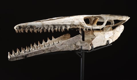 Large Prehistoric Fossilized Platecarpus Mosasaur Skull