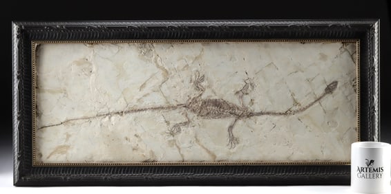 Hyphalosaurus Fossil - Large Ancient Aquatic Reptile!
