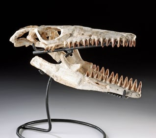 Prehistoric Fossilized Mosasaur Marine Reptile Skull