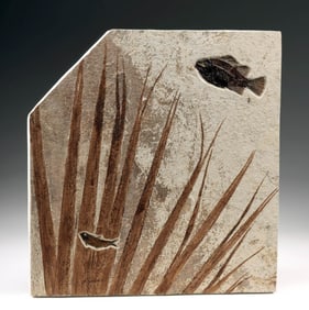 Fossilized Eocene Panel of Palm Frond + Two Fish Inlaid