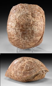 American Fossilized Tortoise Shell, S. Nebrascensis