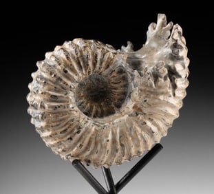 Ammonite Fossil, Douvilleiceras, Ribbed "Tractor" Shell
