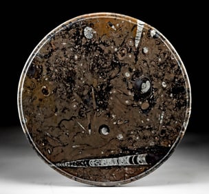 Fossilized Slab Orthoceras & Ammonites (Tabletop)