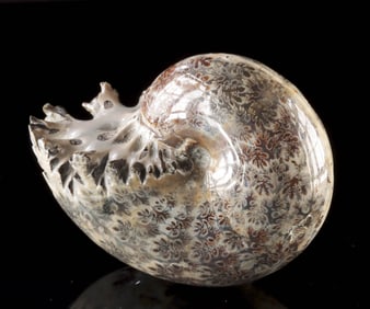 Polished Prehistoric Ammonite Fossilized Shell