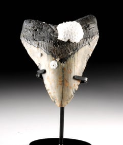 Fossilized Megalodon Tooth w/ Coral Growth, 5.1 Inches