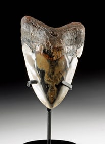 Polished Fossilized  Megalodon Shark Tooth, 5.5"