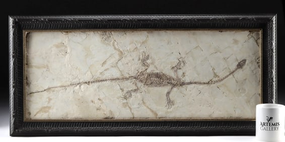 Hyphalosaurus Fossil - Large Ancient Aquatic Reptile!