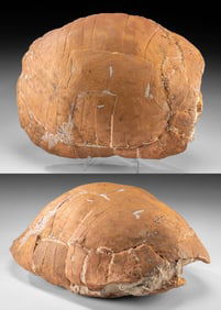 Prehistoric Land Tortoise Fossilized Shell, Stylemys