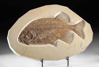 Large Eocene Fossil Fish Phareodus, Bones & Soft Tissue