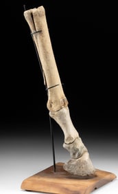 Rare Texas Pleistocene Equus Horse Fossil Leg & Hoof