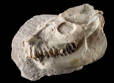 Fossilized Oreodont Skull Leptauchenia nitida in Matrix