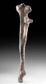 Rare Fossilized American Lion Ulnae Bone Panthera atrox