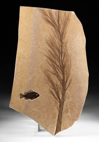 Green River Fossilized Palm Flower & Priscacara Fish