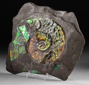 Rare Ammolite Fossil - Iridescent Ammonite in Matrix