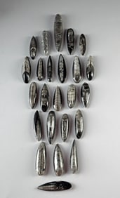 24 Polished Fossilized Orthoceras Shells