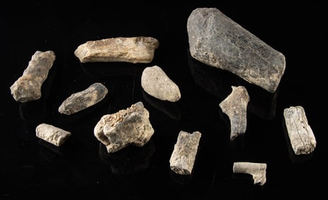 Permian Fossilized Dinosaur & Mammal Bone Fragments