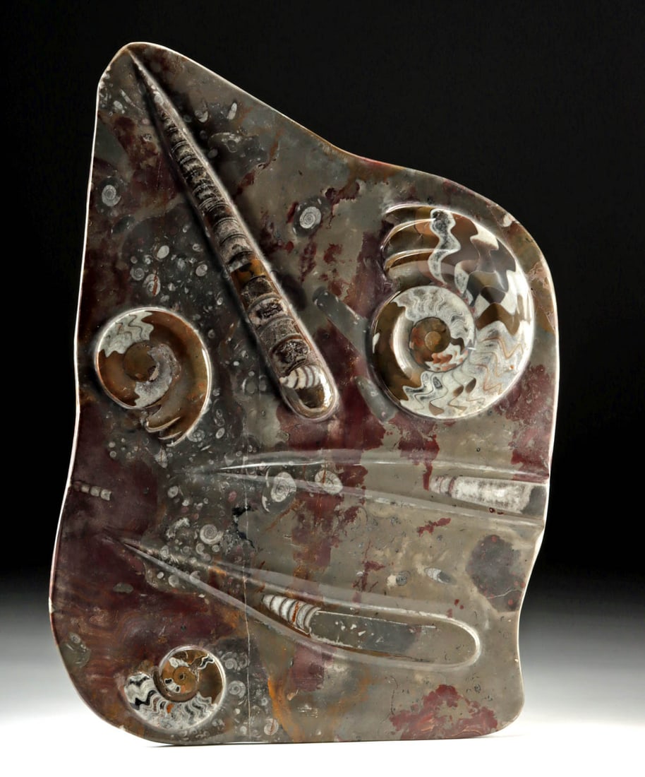 Large Polished Fossil Slab of Ammonites & Orthoceras (1 of 2)