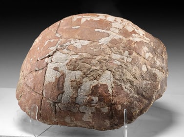 Large Prehistoric Fossil Tortoise Carapace Shell