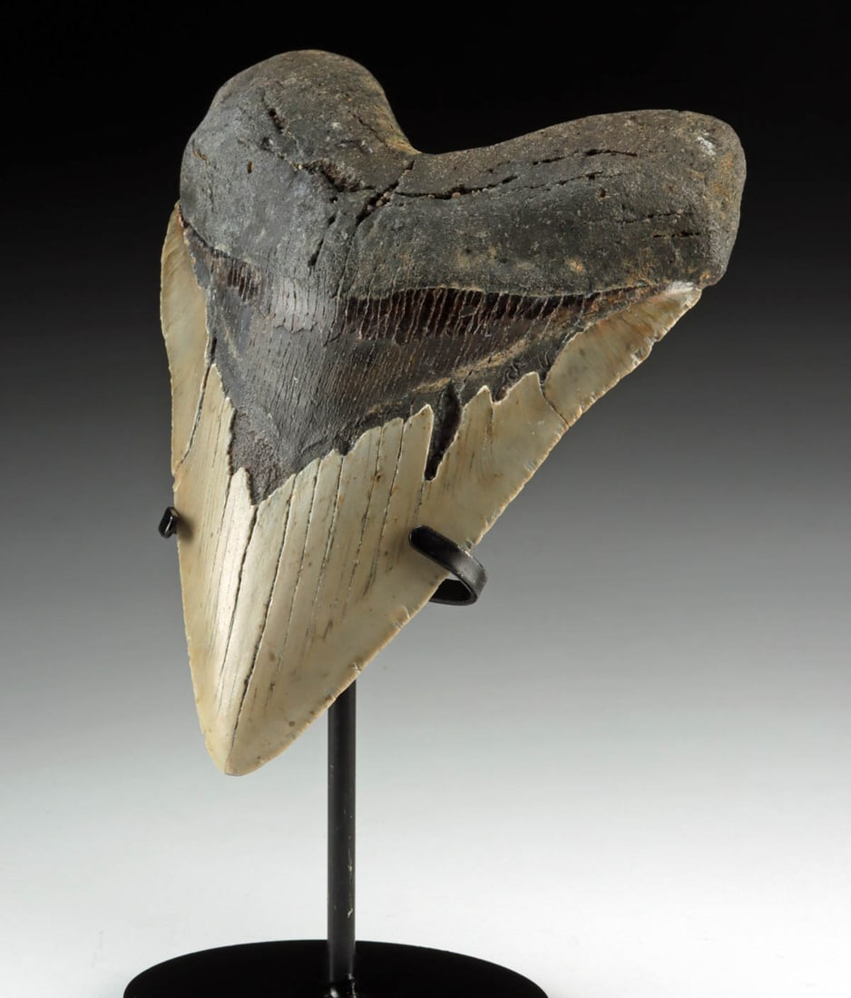 Massive 5.7 inch Megalodon Shark Fossilized Tooth: Ancient Seas, Middle Miocene to End of Pliocene Eras, ca. 23 to 2.6 million years ago. A formidable fossilized tooth from the mighty Megalodon, the largest shark to have ever lived. Measuring an impre