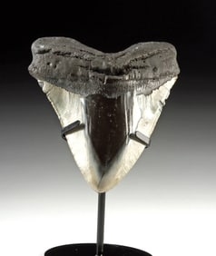 Large Polished Megalodon Shark Tooth Fossil, 5.4"
