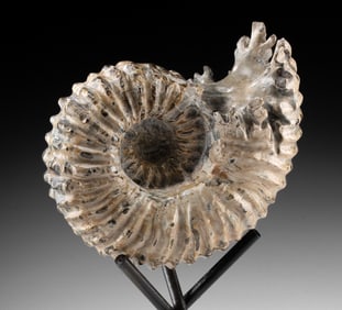 Fossilized Douvilleiceras Tractor Ammonite Madagascar