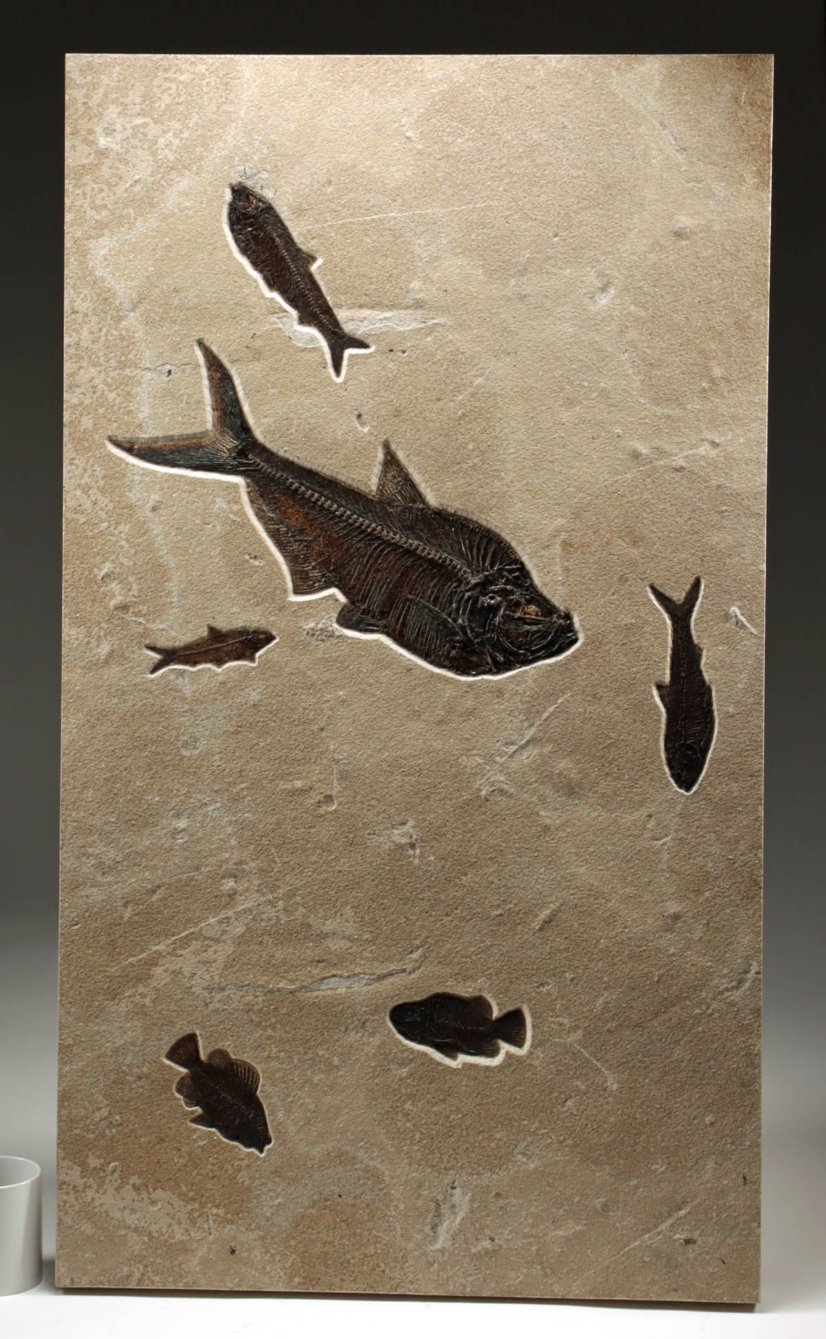 Large Multi-Species Fossil Fish Slab From Green River (1 of 6)