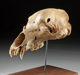 Prehistoric Cave Bear Skull Fossil from Romania: Eastern Europe, Romania, Pleistocene, ca. 100,000 to 25,000 years ago. A remarkably preserved fossilized skull of a Cave Bear (Ursus spelaeus), an extinct Ice Age species that once roamed the