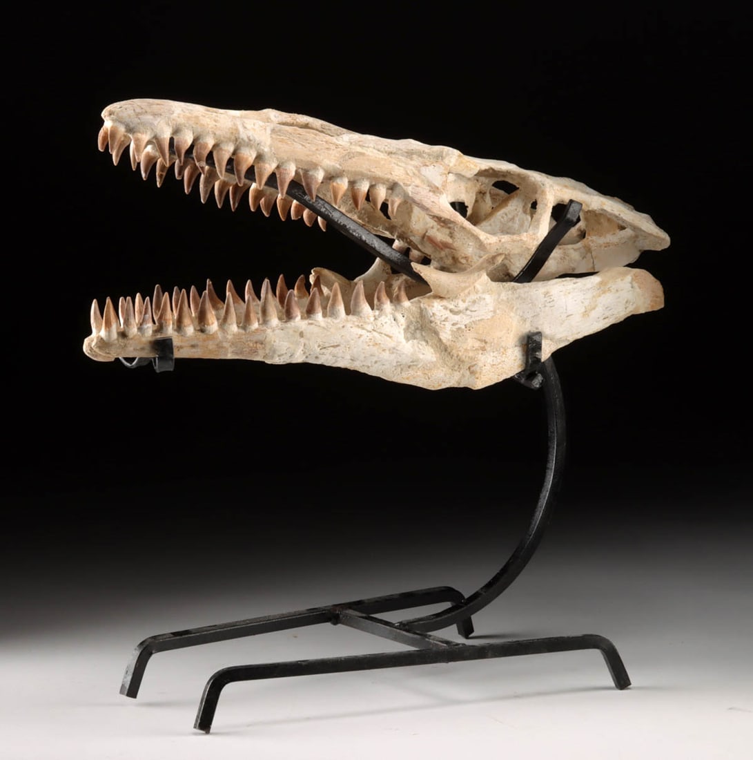 Prehistoric Mosasaur Skull, Carnivorous Marine Reptile!: North Africa, Morocco, Late Cretaceous, ca. 80 to 70 million years ago. A remarkable fossilized skull of a mosasaur, a massive marine reptile that ruled the prehistoric seas during the final age of th