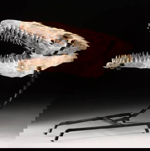 Prehistoric Mosasaur Skull, Carnivorous Marine Reptile!: North Africa, Morocco, Late Cretaceous, ca. 80 to 70 million years ago. A remarkable fossilized skull of a mosasaur, a massive marine reptile that ruled the prehistoric seas during the final age of