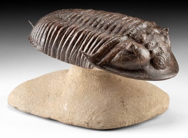 Museum-Quality Burmeisterella Trilobite Fossil