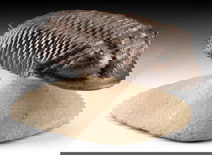 Museum-Quality Burmeisterella Trilobite Fossil: Ancient Seas, Morocco, Devonian Period, ca. 416 to 358.2 million years ago. A remarkable Burmeisterella trilobite fossil, displayed upon a natural sandstone matrix with exceptional preparation. The