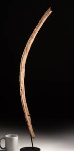 Triceratops Dinosaur Fossilized Rib Bone, 32" Long!: North America, Western United States, Late Cretaceous, ca. 68 to 66 million years ago. A remarkable fossilized rib fragment from a Triceratops, one of the most iconic dinosaurs of the Late