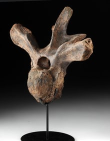 Edmontosaurus Dinosaur Dorsal Vertebra Bone Fossil