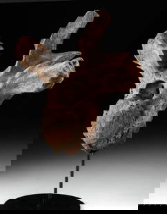 Edmontosaurus Dinosaur Dorsal Vertebra Bone Fossil: North America, Western United States, South Dakota, Hell Creek Formation, Cretaceous, ca. 68 to 65.5 million years ago. A well-preserved dorsal vertebra bone from the Late Cretaceous hadrosaur