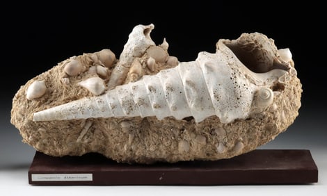 Marine Fossil Assemblage, 17" Campanile Giganteum Shell