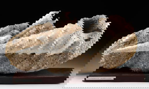 Marine Fossil Assemblage, 17" Campanile Giganteum Shell: Western Europe, France, Eocene, ca. 56 to 33.9 million years ago. A remarkable conglomeration of shells and marine calcite debris, essentially a mound of crushed shells deposited on the seafloor and