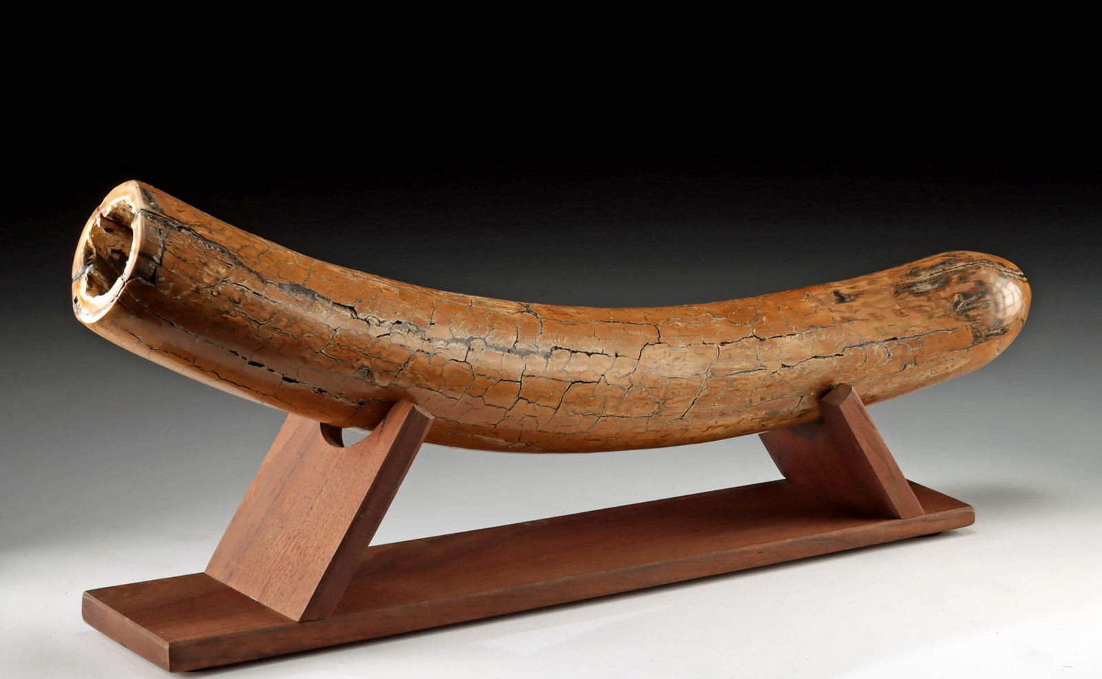 Pleistocene Mammoth Ivory Tusk Fragment: North America, Pleistocene Epoch, ca. 1 million to 10,000 years ago. A substantial fossilized tusk fragment, from a mammoth. This impressive relic, once part of the towering proboscideans that roamed