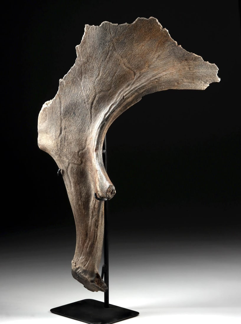Massive Palmated Antler Fragment, Prehistoric Irish Elk (Megaloceros giganteus): Europe / Asia, Middle Pleistocene to Middle Holocene, ca. 450,000 to 7,700 years ago. A large antler fragment from an Irish elk (Megaloceros giganteus), displayed upright. The section shows the broad